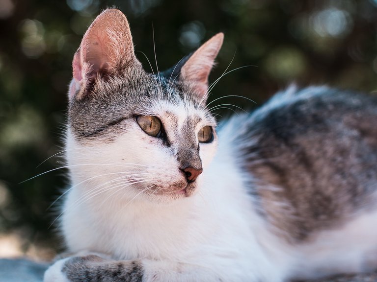 Crete, cat